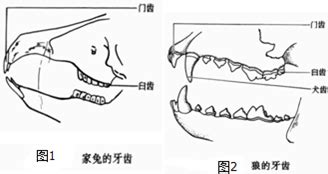 门牙|门牙结构图